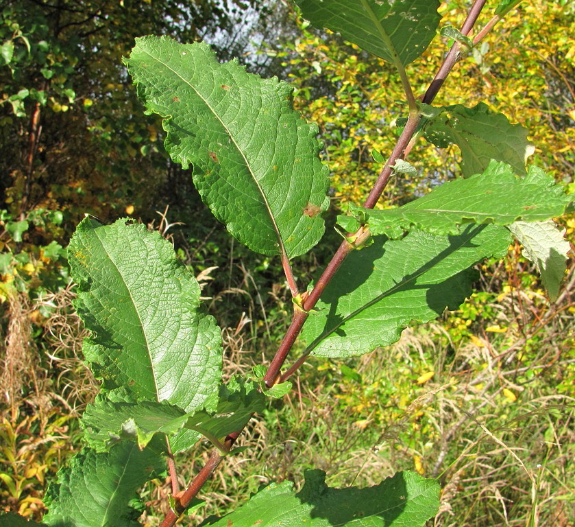 Изображение особи Salix caprea.