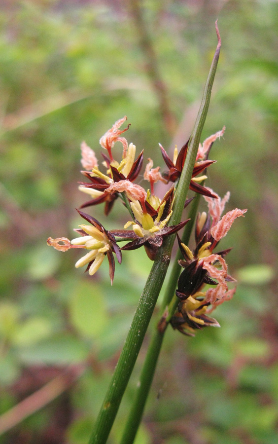 Изображение особи Juncus beringensis.