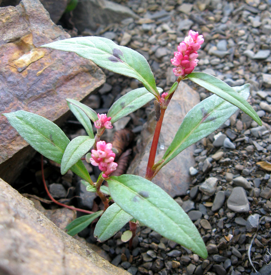 Image of Persicaria &times; lenticularis specimen.