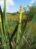 Typha latifolia