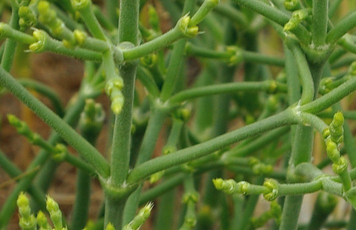 Image of Anabasis turkestanica specimen.