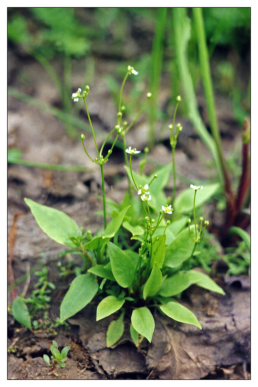 Изображение особи Alisma plantago-aquatica.