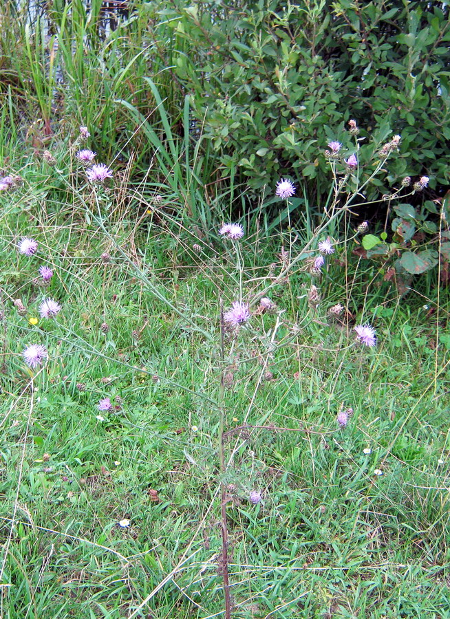 Изображение особи Centaurea stoebe.