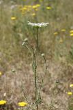 Daucus carota