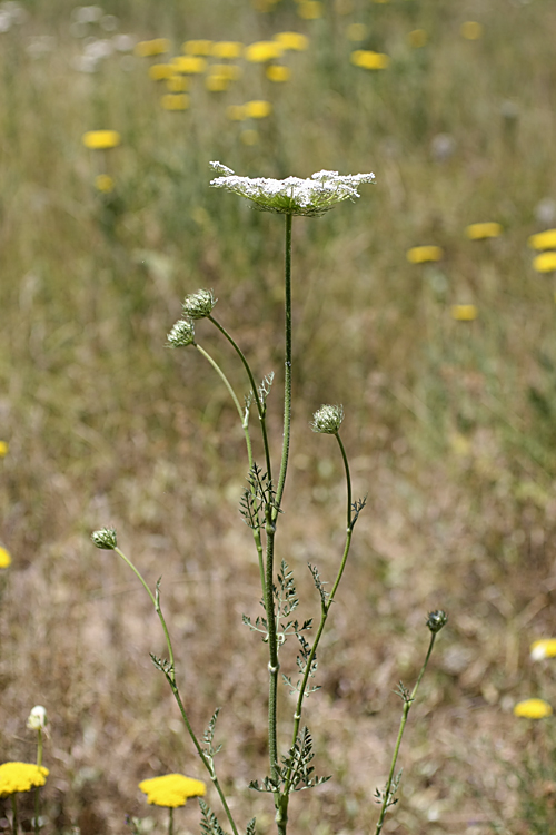 Изображение особи Daucus carota.