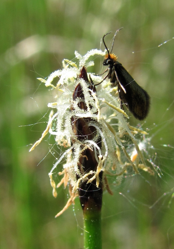 Изображение особи Eleocharis palustris.