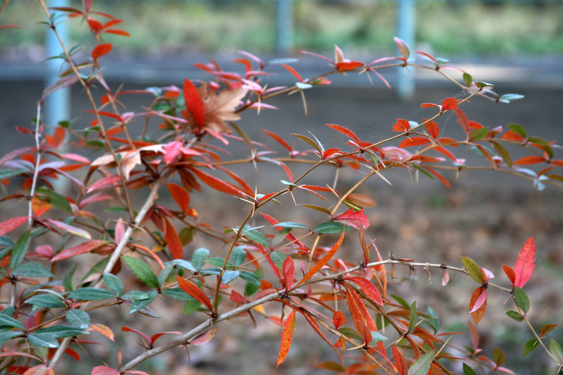 Image of Berberis julianae specimen.