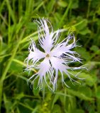 Dianthus sajanensis