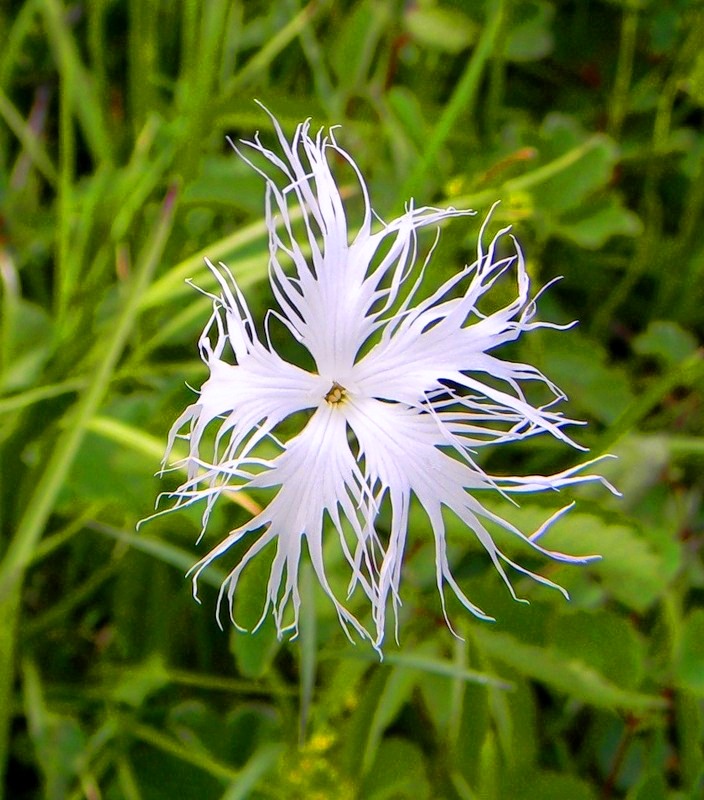 Image of Dianthus sajanensis specimen.