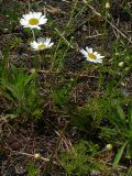 Anthemis arvensis