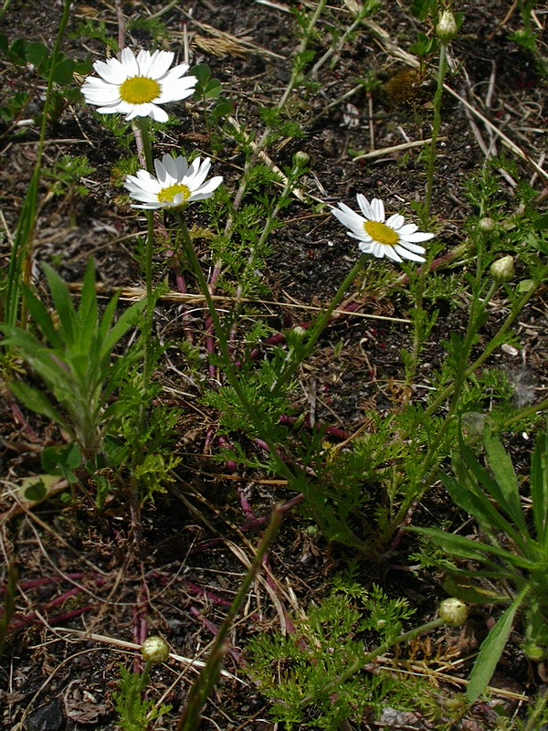 Изображение особи Anthemis arvensis.