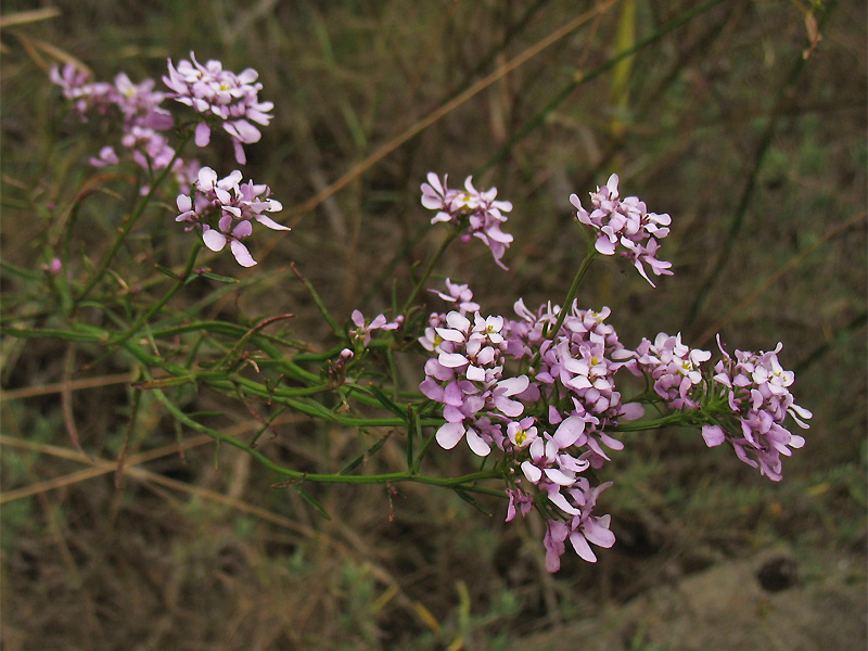 Image of Iberis linifolia specimen.