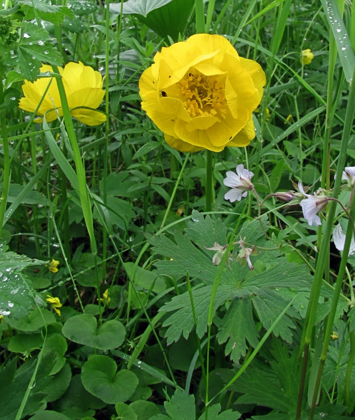 Image of Trollius apertus specimen.