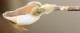 Image of taxon representative. Author is Валерий Куделя
