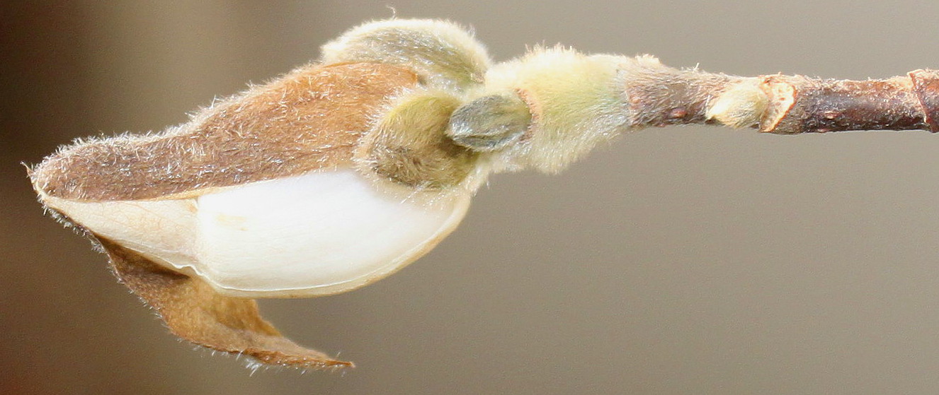 Image of Magnolia stellata specimen.
