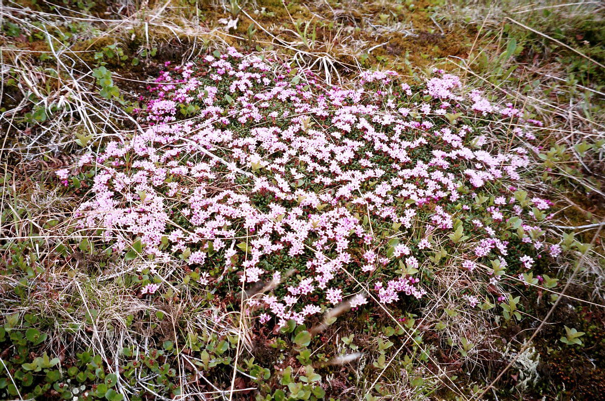 Изображение особи Loiseleuria procumbens.