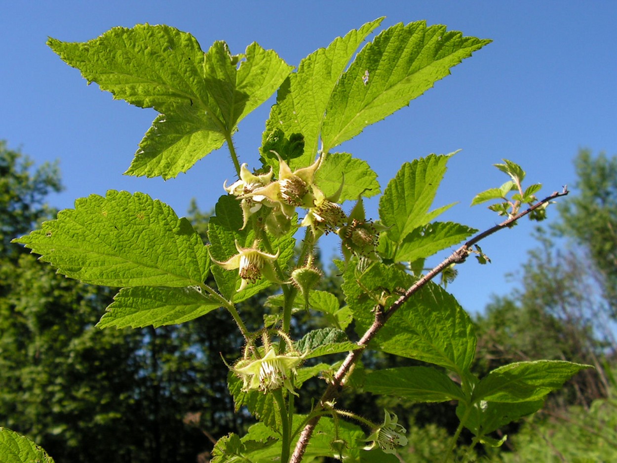 Изображение особи Rubus matsumuranus.