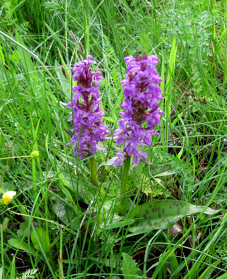 Изображение особи Dactylorhiza majalis.