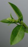 Ligustrum ovalifolium. Верхушка побега с развивающимся соцветием. Германия, г. Кемпен, в культуре. 03.05.2012.