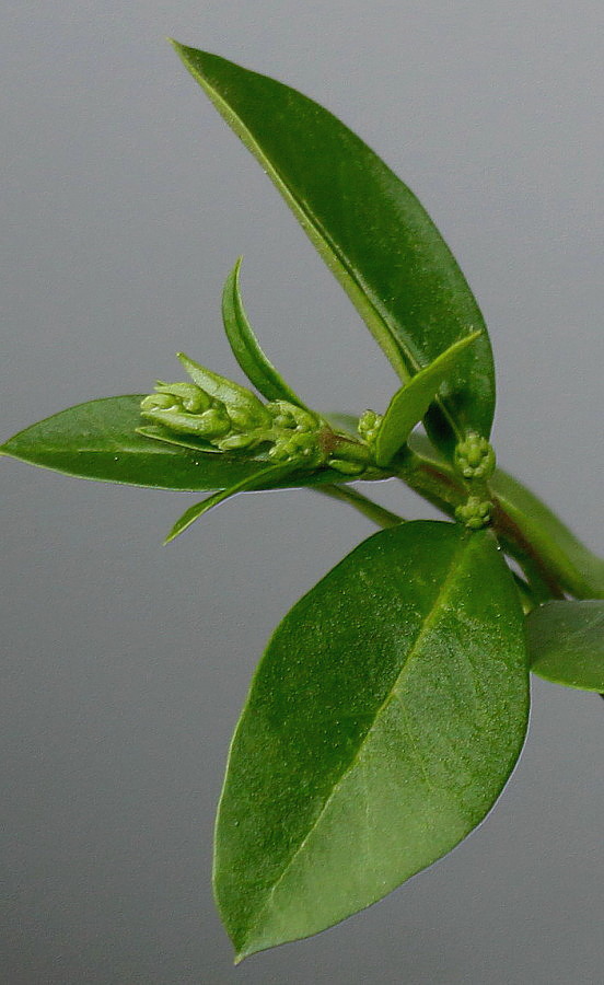 Image of Ligustrum ovalifolium specimen.