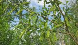 Salix × alopecuroides. Ветвь с соплодииями. Татарстан, Бавлинский р-н, берег р. Ик. 09.05.2012.