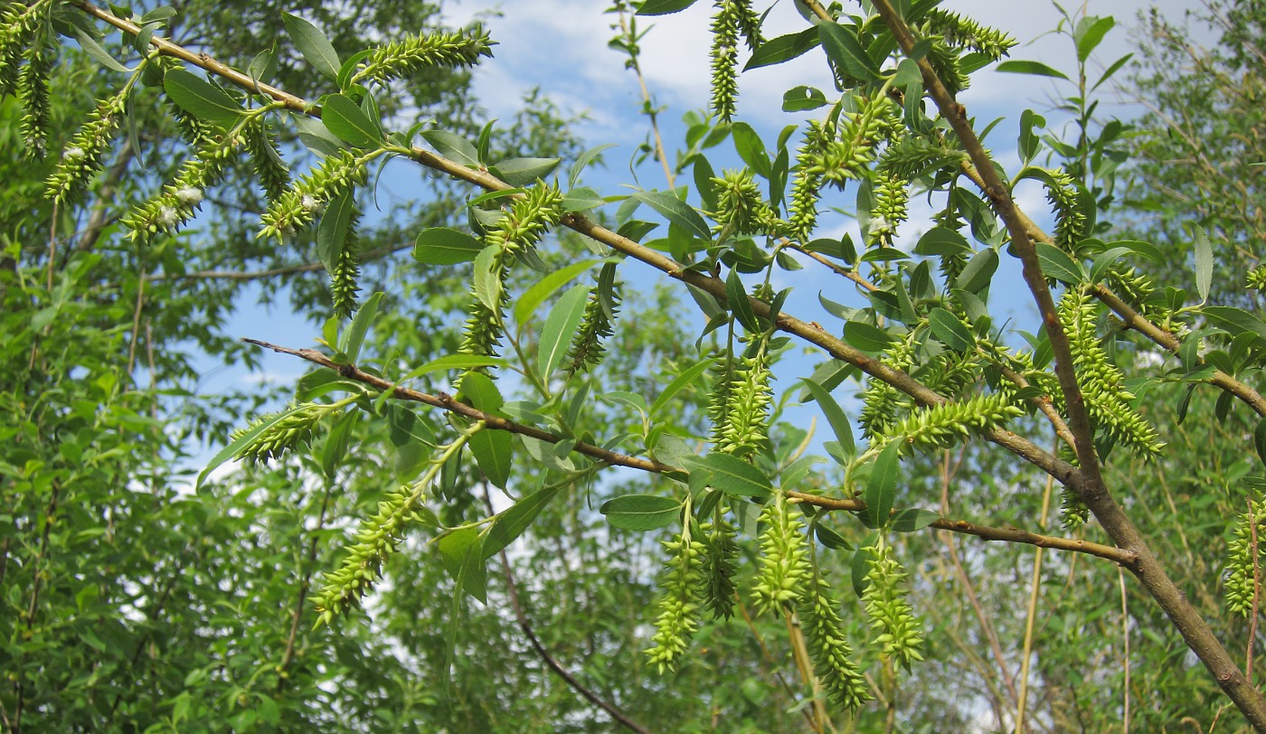 Image of Salix &times; alopecuroides specimen.