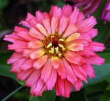 Zinnia elegans. Соцветие (вид сверху). Московская обл., дачный участок. 19.08.2007.