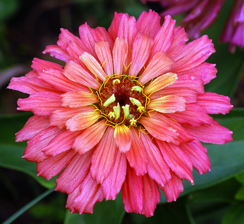 Изображение особи Zinnia elegans.