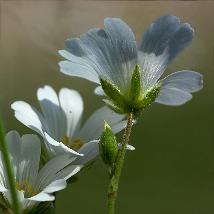 Изображение особи Cerastium arvense.