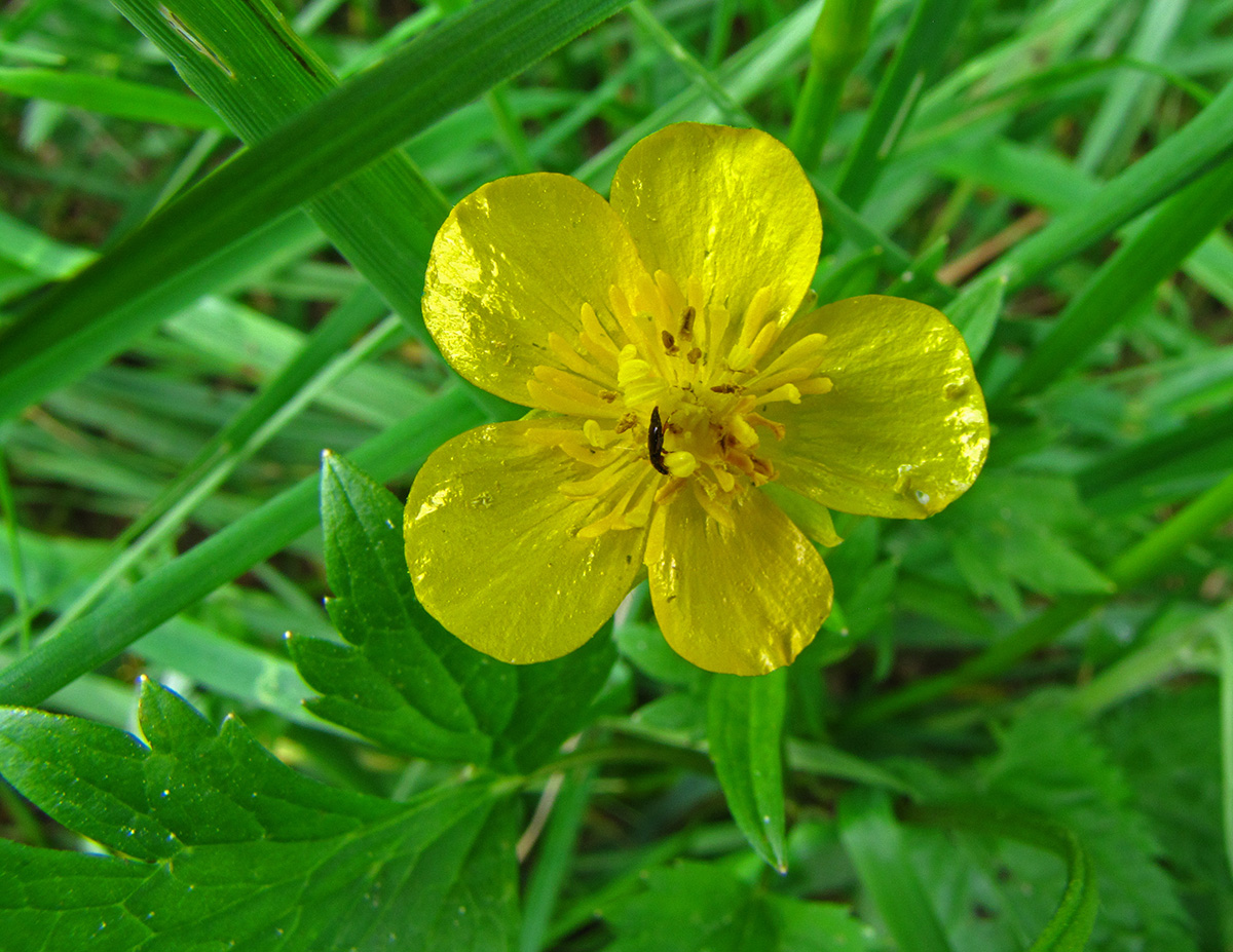 Изображение особи Ranunculus repens.