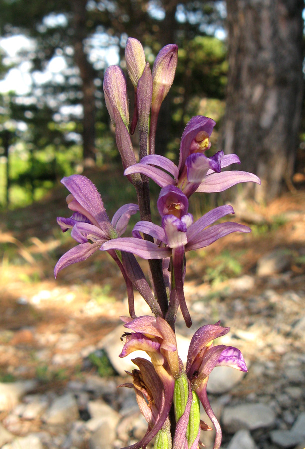 Image of Limodorum abortivum specimen.