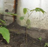 Juglans regia