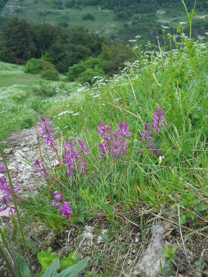 Изображение особи Polygala major.