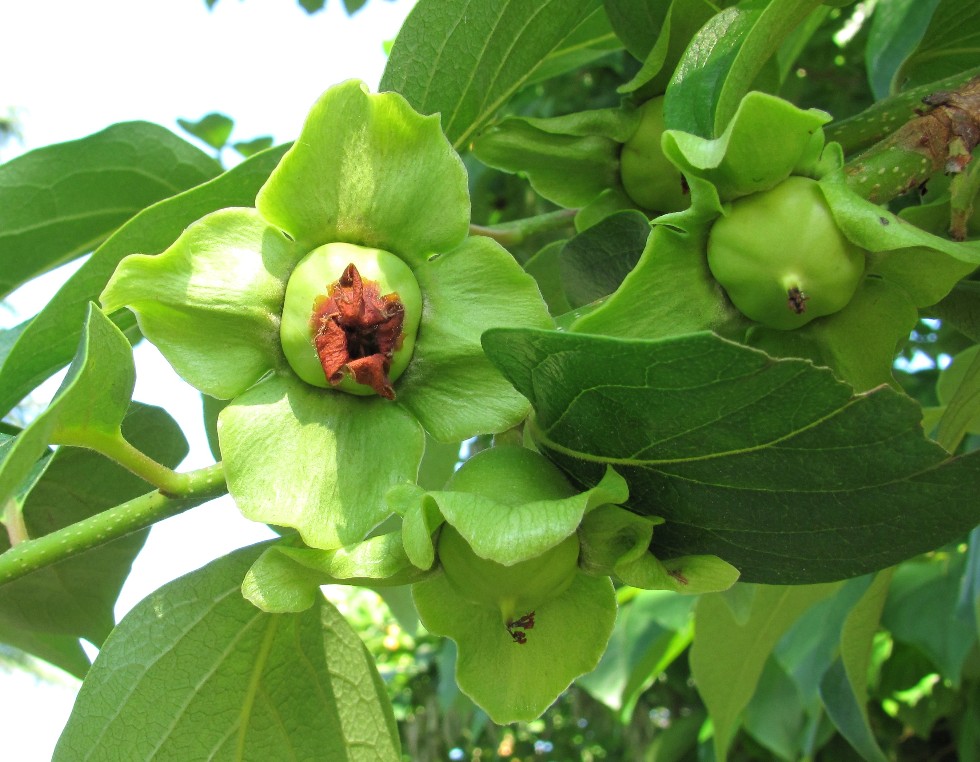 Image of Diospyros kaki specimen.