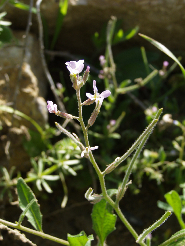 Изображение особи Strigosella africana.