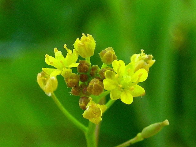 Image of Rorippa palustris specimen.