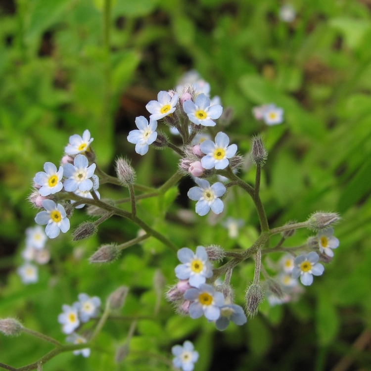 Изображение особи Myosotis arvensis.