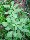 Amaranthus blitum