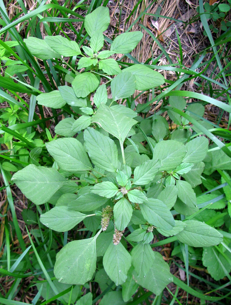 Изображение особи Amaranthus blitum.