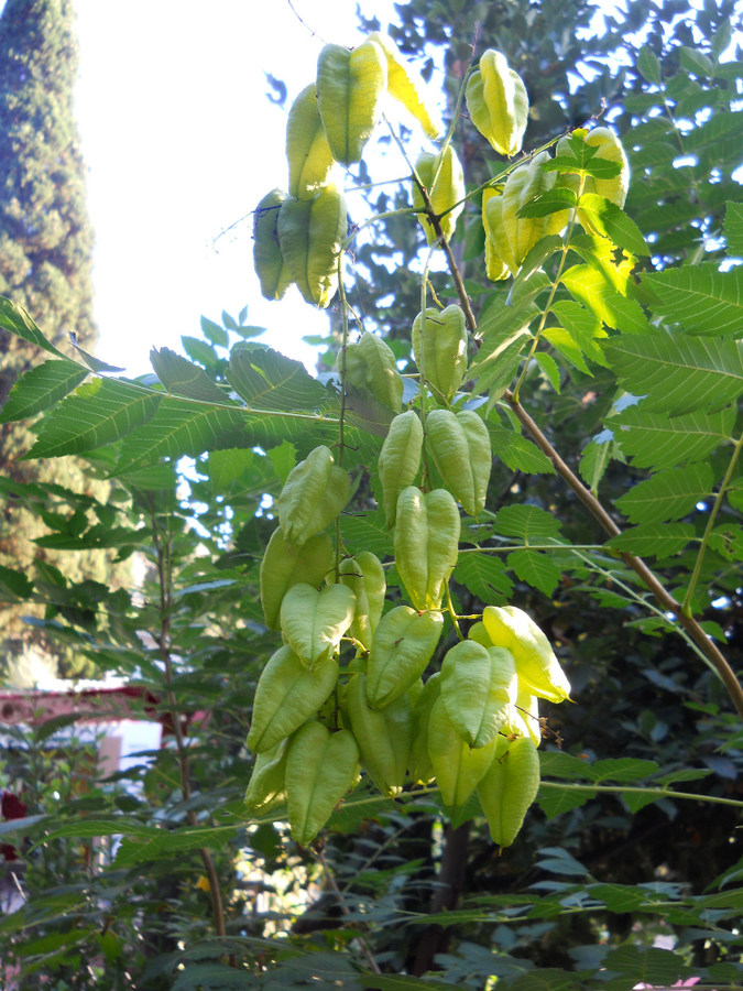 Image of Koelreuteria paniculata specimen.