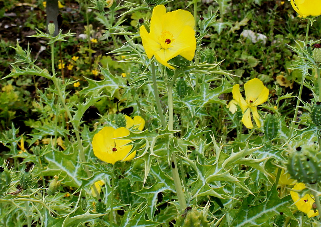 Image of Argemone mexicana specimen.