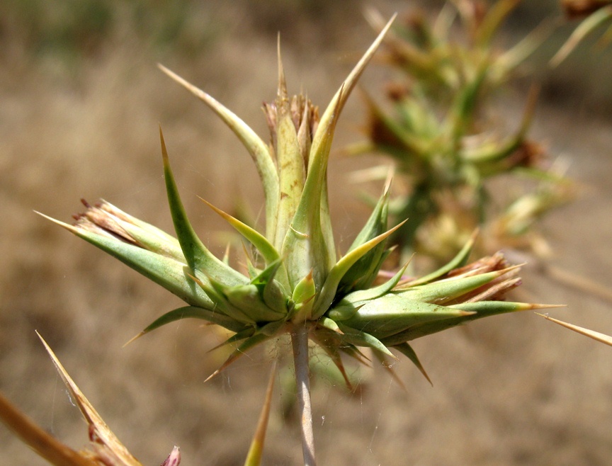 Изображение особи Cousinia eryngioides.