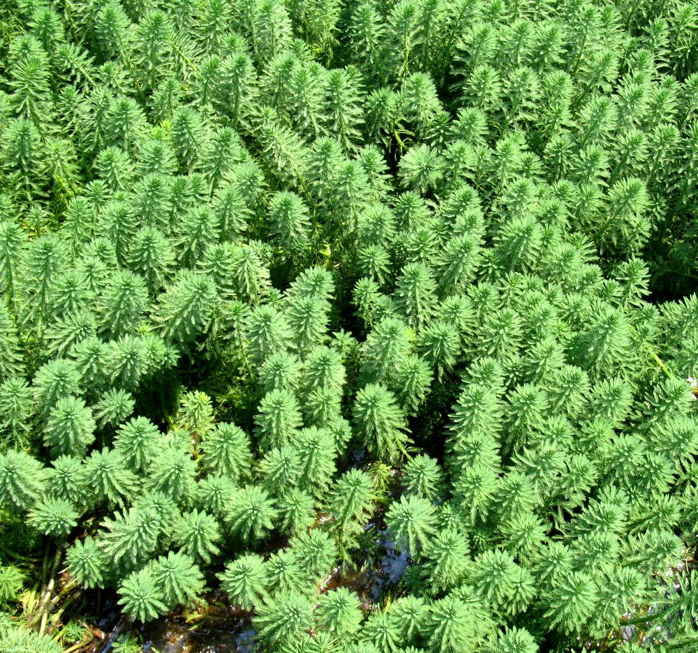 Image of Myriophyllum aquaticum specimen.