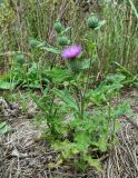 Cirsium vulgare. Цветущее растение. Тверская обл., Жарковский р-н, окр. пгт Жарковский, обочина железной дороги. 28.08.2012.