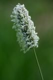 Phleum pratense. Соцветие. Республика Татарстан, Волжско-Камский заповедник. 18.06.2009.