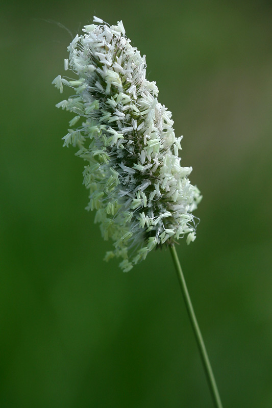 Image of Phleum pratense specimen.