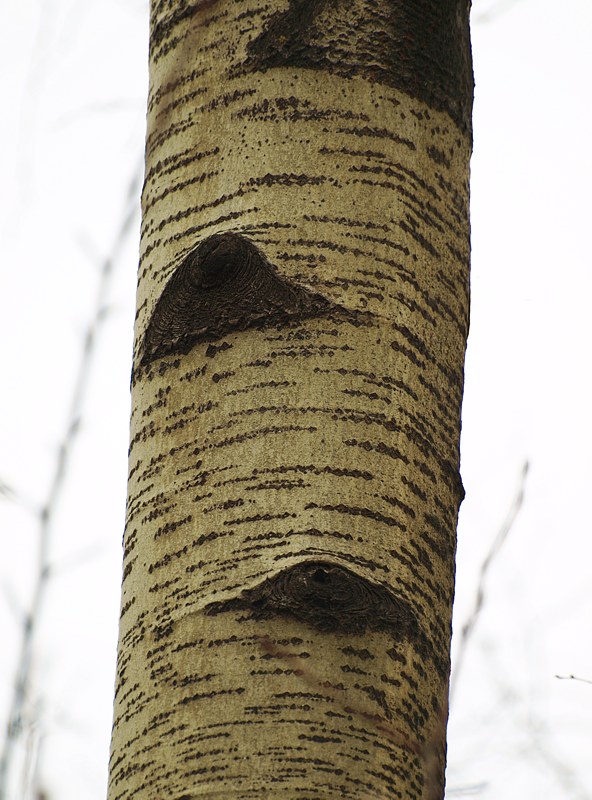 Image of Populus tremula specimen.