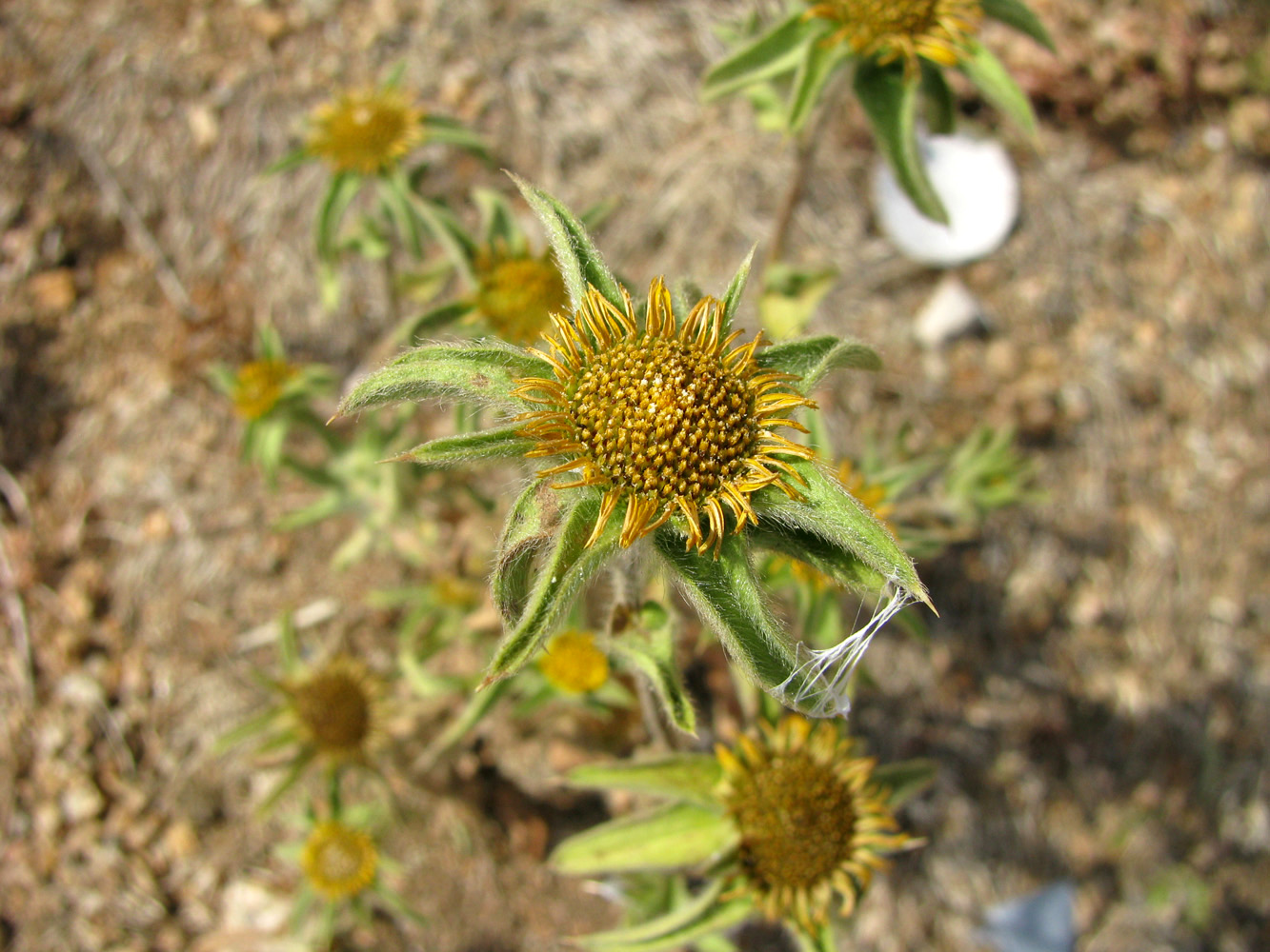 Image of Pallenis spinosa specimen.