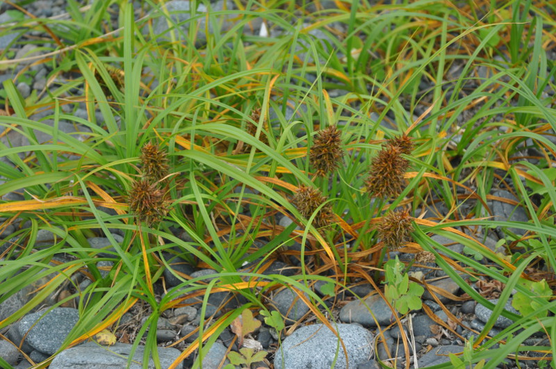 Изображение особи Carex macrocephala.