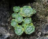 Draba longisiliqua